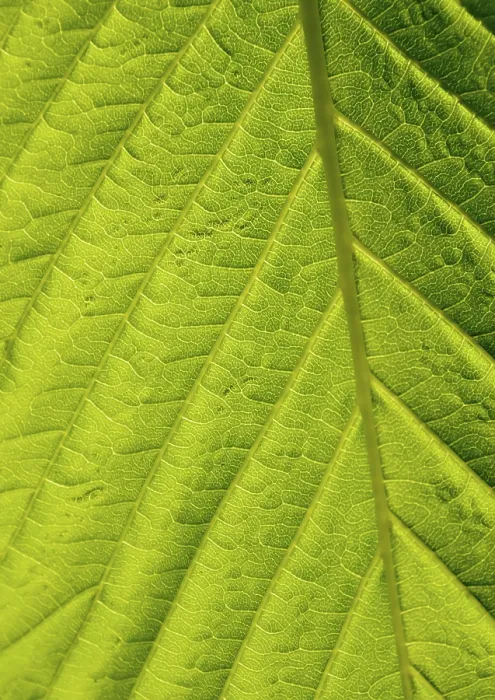 Gerahmter Druck : Grüner Blätter-Makro-Schuss