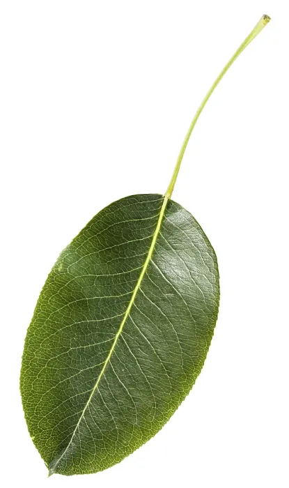Gerahmter Druck : Grüne Blätter eines Pflaumenbaums (Pyrus communis) Gerahmter Druck : Grüne Blätter eines Pflaumenbaums (Pyrus communis)