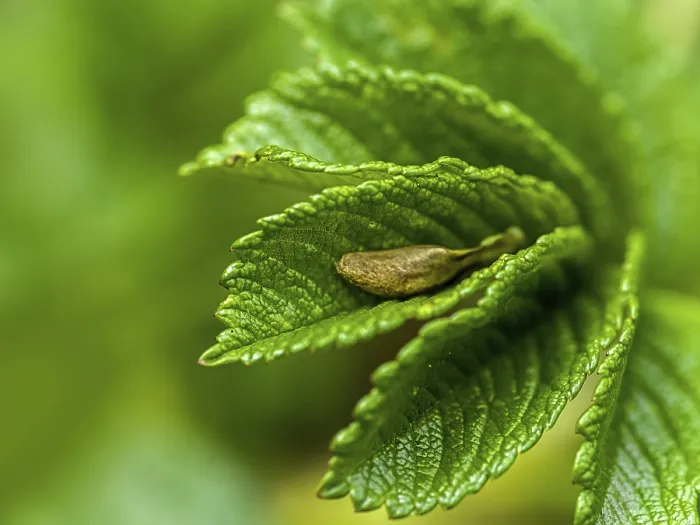 Gerahmter Druck : Grüner Blatt mit Samen. Gerahmter Druck : Grüner Blatt mit Samen.