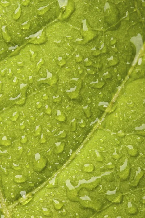 Gerahmter Druck : Grüne Blatt mit Wassertropfen Makro. Gerahmter Druck : Grüne Blatt mit Wassertropfen Makro.