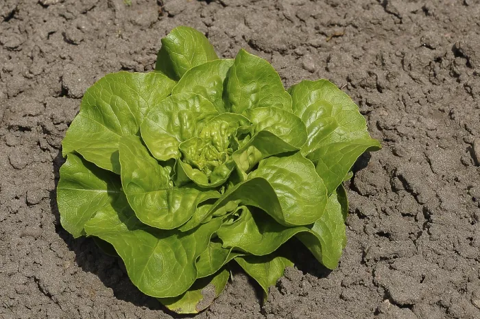 Gerahmter Druck : Grüner Salat in Gemüsebeet. Gerahmter Druck : Grüner Salat in Gemüsebeet.