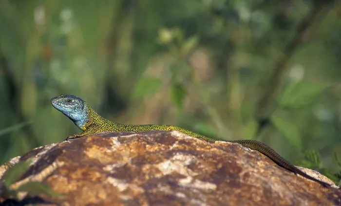 Gerahmter Druck : Grüner Eidechse, Lacerta viridis, Smaragdeidechse. Gerahmter Druck : Grüner Eidechse, Lacerta viridis, Smaragdeidechse.