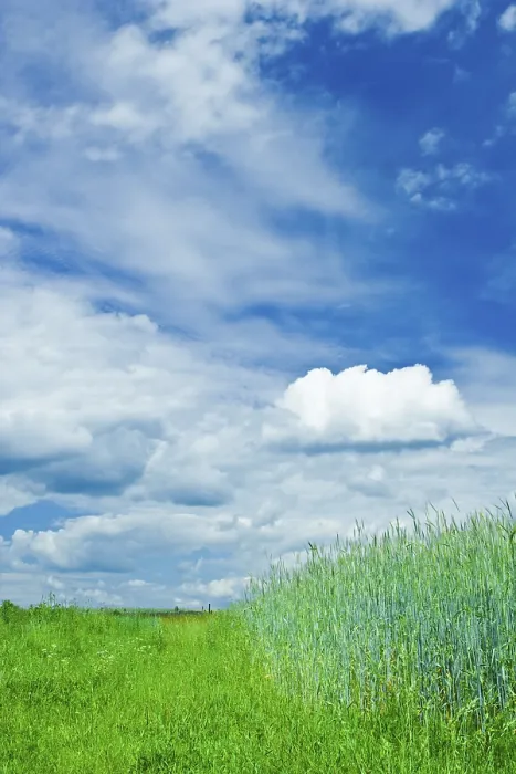 Gerahmter Druck : Grünes Wiesengelände, Landschaft. Gerahmter Druck : Grünes Wiesengelände, Landschaft.