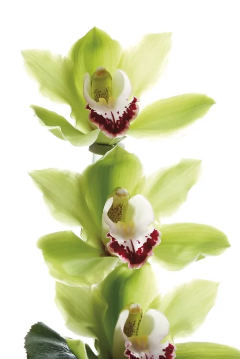 Gerahmter Druck : Grüne Orchideen Gerahmter Druck : Grüne Orchideen