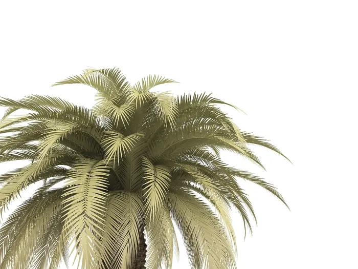 Gerahmter Druck : Grüner Palmzweig auf weißem Hintergrund. Gerahmter Druck : Grüner Palmzweig auf weißem Hintergrund.