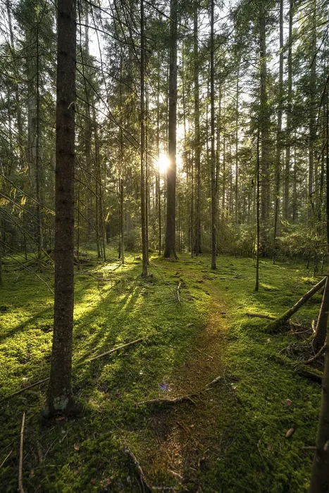 Gerahmter Druck : Grüne Pfade mit Sonne im Schwarzwald. Gerahmter Druck : Grüne Pfade mit Sonne im Schwarzwald.