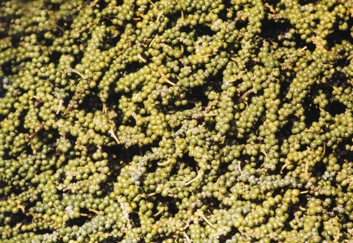 Gerahmter Druck : Grüner Paprika Gerahmter Druck : Grüner Paprika