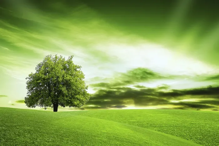 Gerahmter Druck : Unser grüner Planet. Gerahmter Druck : Unser grüner Planet.