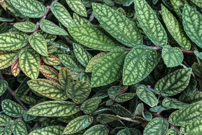 Gerahmter Druck : Blätter mit grün-purpurnem Muster, Hypoestes phyllostachya, Botanischer Garten Berlin Gerahmter Druck : Blätter mit grün-purpurnem Muster, Hypoestes phyllostachya, Botanischer Garten Berlin