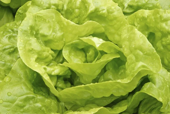 Gerahmter Druck : Grüner Salat Gerahmter Druck : Grüner Salat