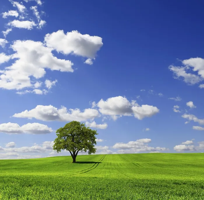 Gerahmter Druck : Grüner Frühlingslandschaft Gerahmter Druck : Grüner Frühlingslandschaft