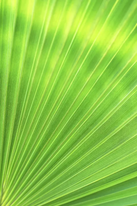 Gerahmter Druck : Grüne Textur von Palmenblättern. Platz für Ihren Text. Gerahmter Druck : Grüne Textur von Palmenblättern. Platz für Ihren Text.