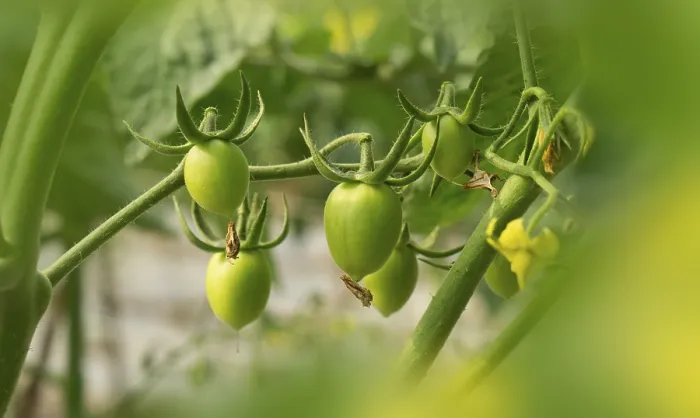 Gerahmter Druck : Grüne Tomaten am Stiel. Gerahmter Druck : Grüne Tomaten am Stiel.