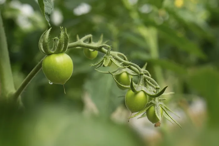Gerahmter Druck : Grüne Tomaten auf dem Strauch. Gerahmter Druck : Grüne Tomaten auf dem Strauch.