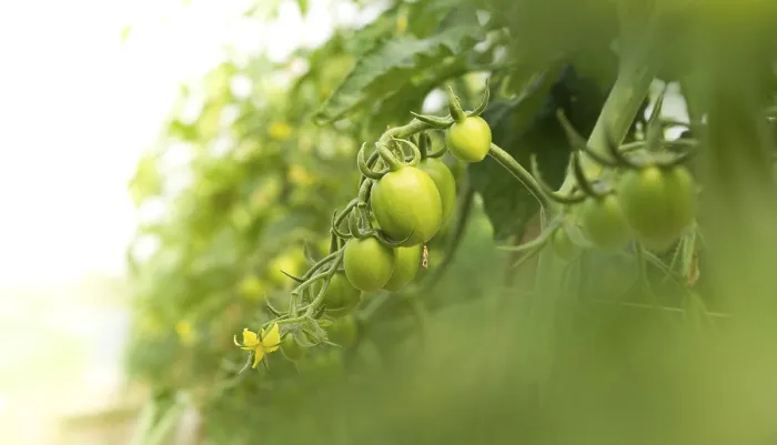 Gerahmter Druck : Grüne Tomaten auf dem Strauch. Gerahmter Druck : Grüne Tomaten auf dem Strauch.