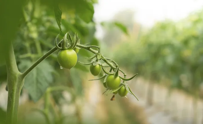 Gerahmter Druck : Grüne Tomaten auf dem Strauch. Gerahmter Druck : Grüne Tomaten auf dem Strauch.