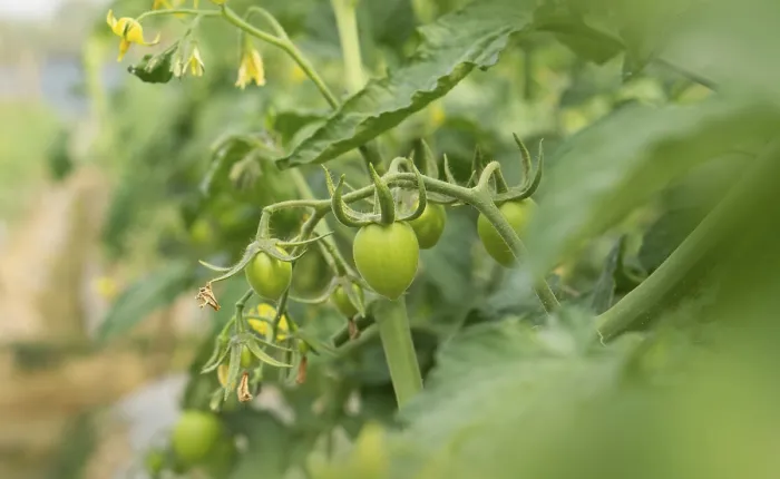 Gerahmter Druck : Grüne Tomaten auf dem Strauch.