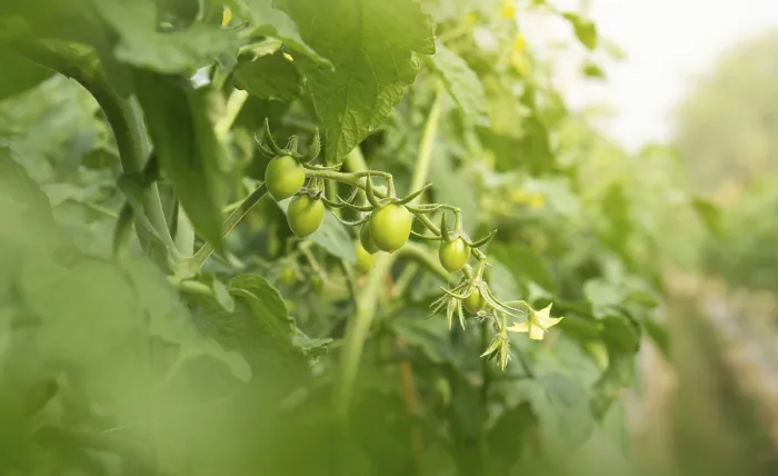 Gerahmter Druck : Grüne Tomaten auf dem Strauch. Gerahmter Druck : Grüne Tomaten auf dem Strauch.