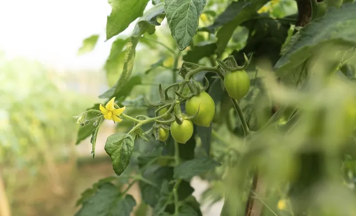 Gerahmter Druck : Grüne Tomaten auf dem Strauch. Gerahmter Druck : Grüne Tomaten auf dem Strauch.