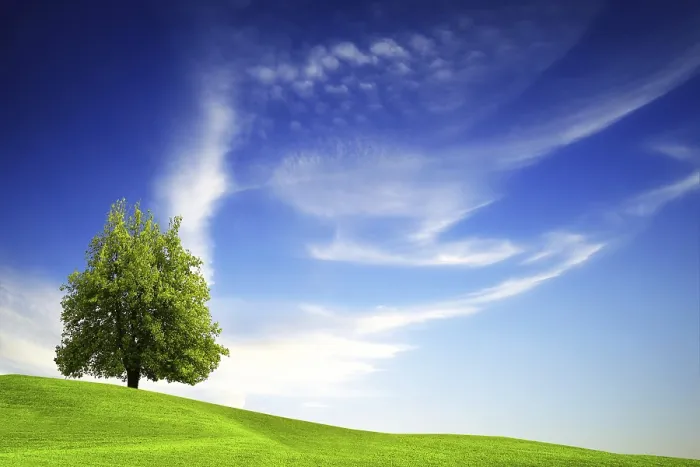 Gerahmter Druck : Grüner Baum auf blauem Himmel. Gerahmter Druck : Grüner Baum auf blauem Himmel.