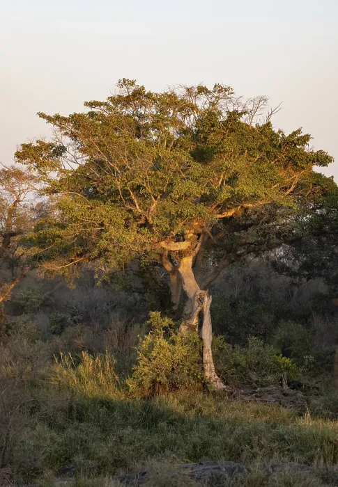Gerahmter Druck : Grüner Baum im Abendlicht. Gerahmter Druck : Grüner Baum im Abendlicht.
