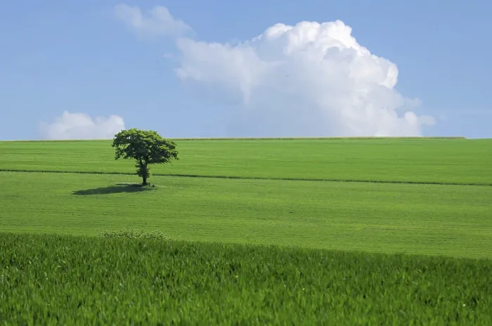 Gerahmter Druck : Das grüne Baum im Feld. Gerahmter Druck : Das grüne Baum im Feld.