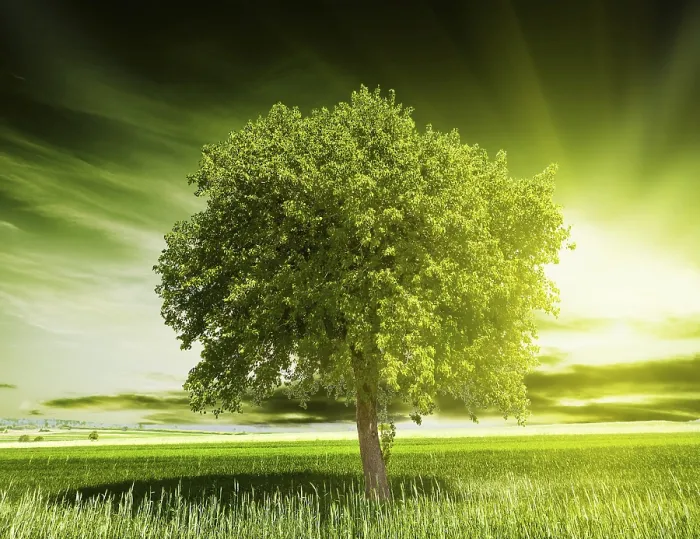 Gerahmter Druck : Grüner Baum Natur Gerahmter Druck : Grüner Baum Natur