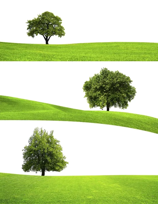 Gerahmter Druck : Grüner Baum Natur Gerahmter Druck : Grüner Baum Natur