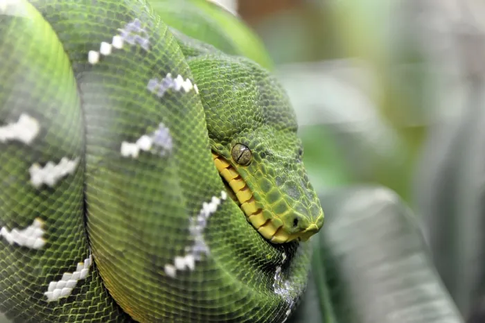 Gerahmter Druck : Grüner Baumpython (Chondropython viridis) Gerahmter Druck : Grüner Baumpython (Chondropython viridis)