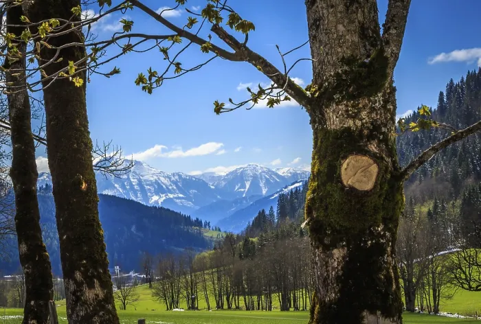 Gerahmter Druck : Grüner Tal Gerahmter Druck : Grüner Tal