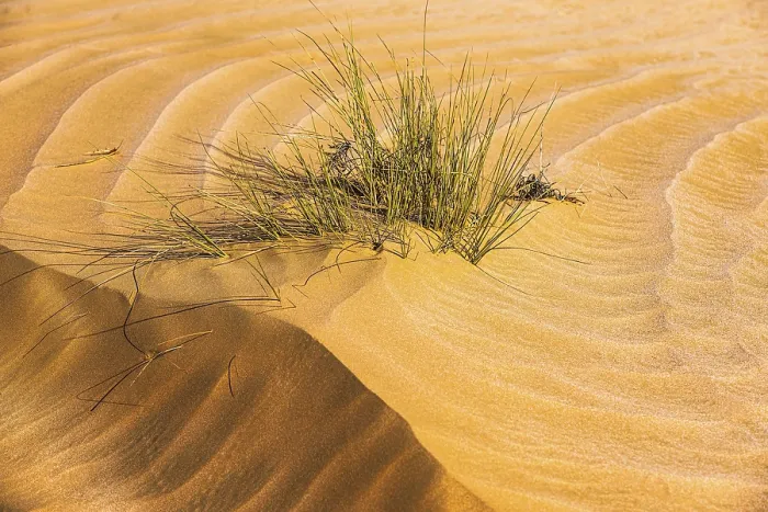Gerahmter Druck : Grüne Vegetation in einer von Wind gepeitschten Sandstruktur. Gerahmter Druck : Grüne Vegetation in einer von Wind gepeitschten Sandstruktur.