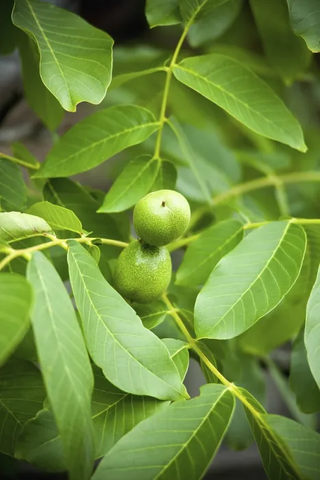 Gerahmter Druck : Grüne Walnüsse, die auf einem Baum wachsen. Gerahmter Druck : Grüne Walnüsse, die auf einem Baum wachsen.