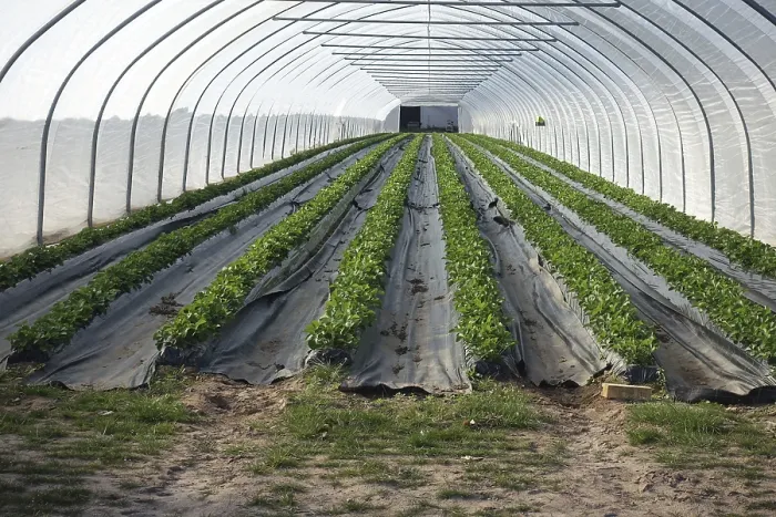Gerahmter Druck : Greenhouse Gerahmter Druck : Greenhouse