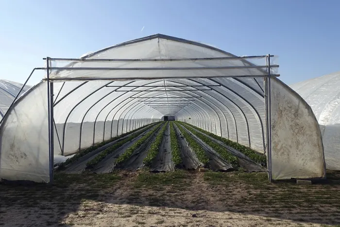 Gerahmter Druck : Greenhouse Gerahmter Druck : Greenhouse