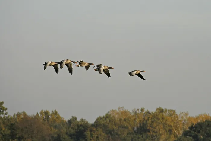 Gerahmter Druck : Graue Gänse im Flug. Gerahmter Druck : Graue Gänse im Flug.