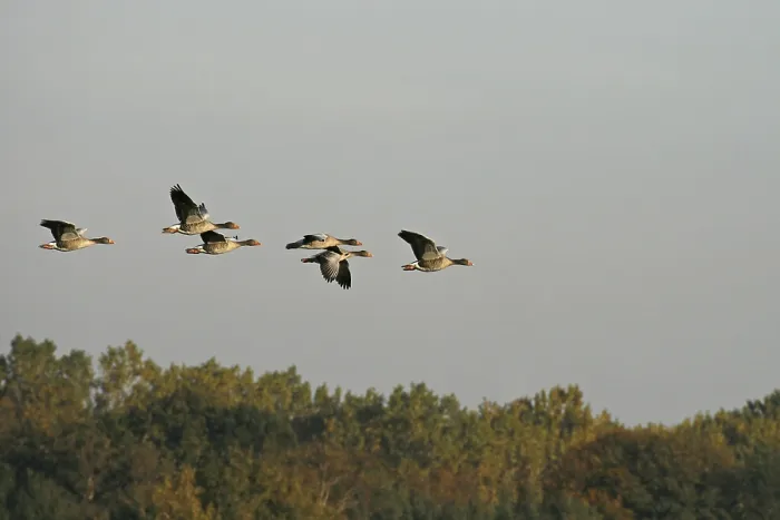 Gerahmter Druck : Graue Gänse im Flug. Gerahmter Druck : Graue Gänse im Flug.