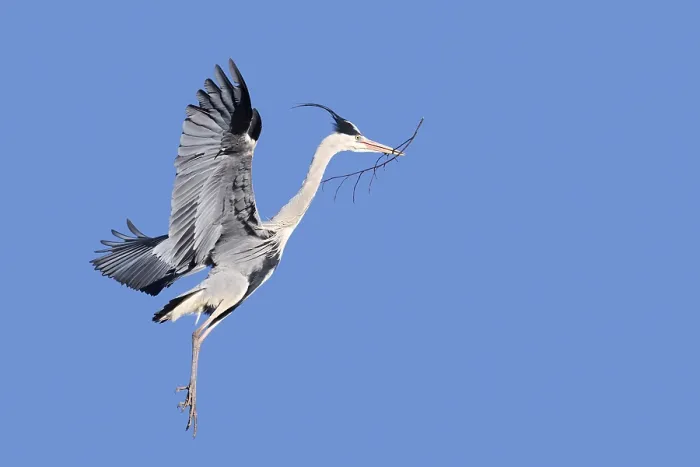 Gerahmter Druck : Graureiher (Ardea cinerea) in Flug mit Nestmaterial. Gerahmter Druck : Graureiher (Ardea cinerea) in Flug mit Nestmaterial.