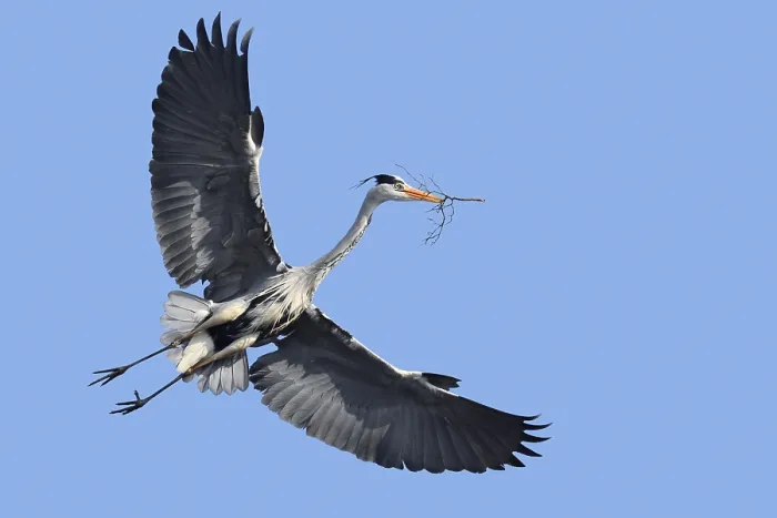 Gerahmter Druck : Schwarzer Reiher (Ardea cinerea) in Flug mit Nestmaterial. Gerahmter Druck : Schwarzer Reiher (Ardea cinerea) in Flug mit Nestmaterial.