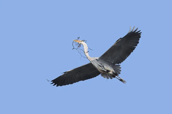 Gerahmter Druck : Graureiher (Ardea cinerea) in Flug mit Nestmaterial. Gerahmter Druck : Graureiher (Ardea cinerea) in Flug mit Nestmaterial.
