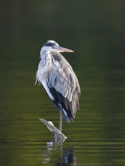 Gerahmter Druck : Ein grauer Heron, Umminger See. Gerahmter Druck : Ein grauer Heron, Umminger See.