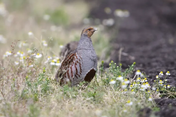 Gerahmter Druck : Grauer Wildhuhn (Perdix perdix) Gerahmter Druck : Grauer Wildhuhn (Perdix perdix)