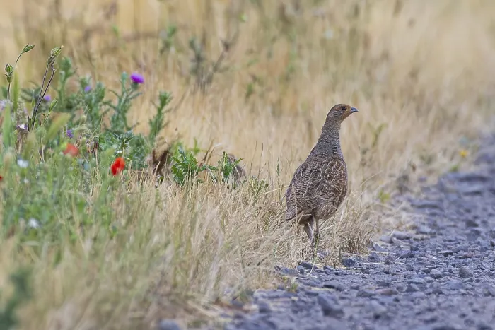 Gerahmter Druck : Grauer Wachtel (Perdix perdix) Gerahmter Druck : Grauer Wachtel (Perdix perdix)