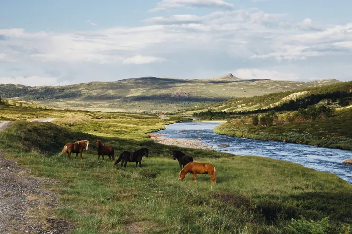 Gerahmter Druck : Grimsdalen, Norwegen Gerahmter Druck : Grimsdalen, Norwegen