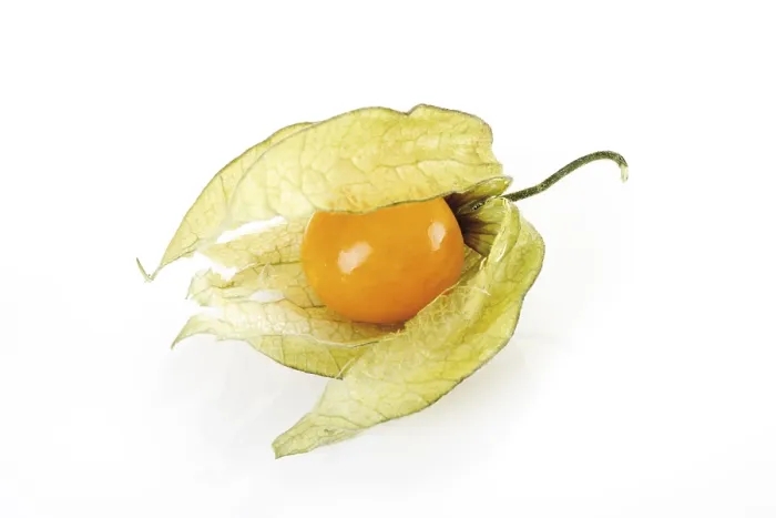 Gerahmter Druck : Physalis Gerahmter Druck : Physalis