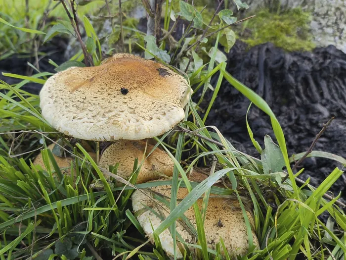 Gerahmter Druck : Gruppe von Pilzen an einem alten Apfelbaum. Gerahmter Druck : Gruppe von Pilzen an einem alten Apfelbaum.