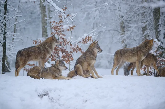 Gerahmter Druck : Wolfsgruppe in einem schneebedeckten Wald. Gerahmter Druck : Wolfsgruppe in einem schneebedeckten Wald.