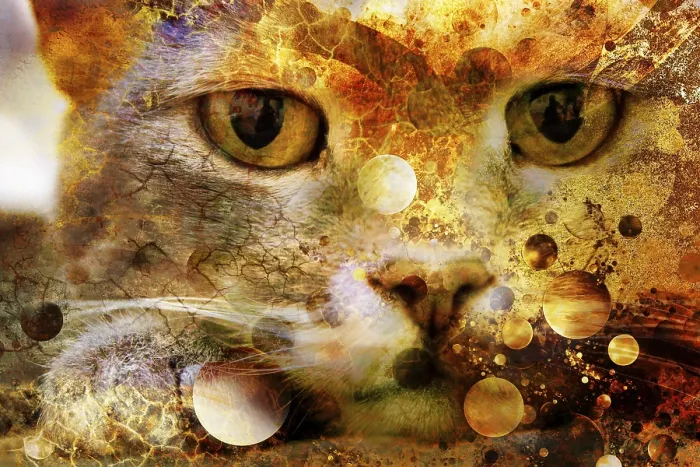 Gerahmter Druck : Grunge-Katze Gerahmter Druck : Grunge-Katze