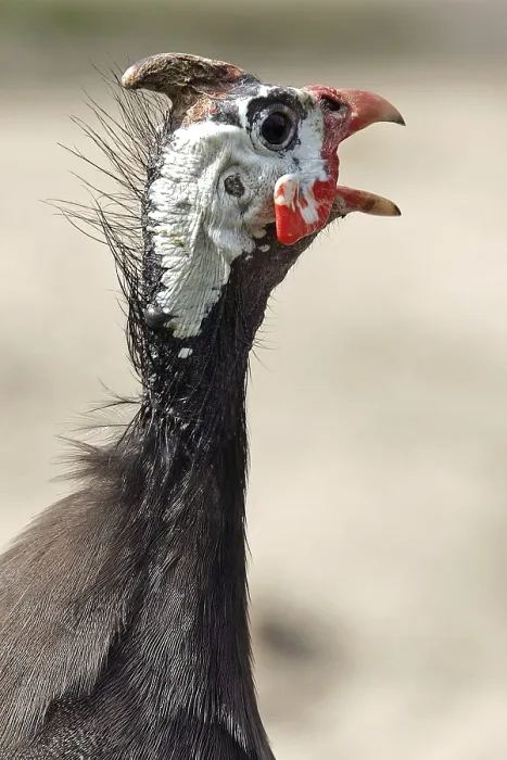 Gerahmter Druck : Guineafowl Gerahmter Druck : Guineafowl