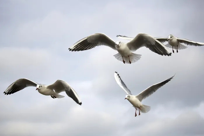 Gerahmter Druck : Möwen im Flug in der Wildnis. Gerahmter Druck : Möwen im Flug in der Wildnis.