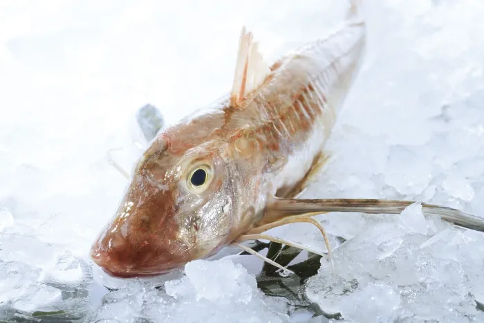 Gerahmter Druck : Gurnard Gerahmter Druck : Gurnard